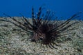 Black Volitan Lionfish Royalty Free Stock Photo